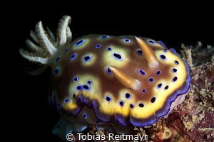 Chromodoris Nudi, Tioman Island by Tobias Reitmayr 